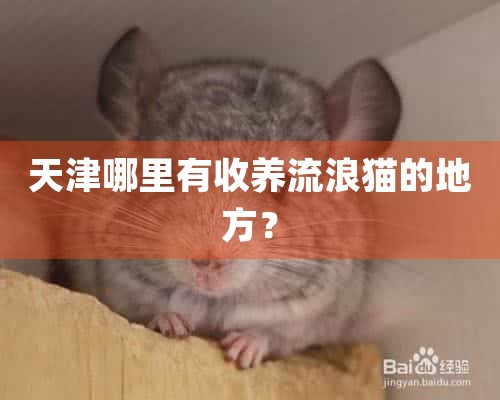 天津有救助流浪猫的吗