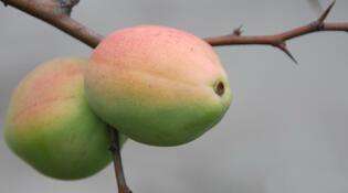 木瓜海棠果营养和功效