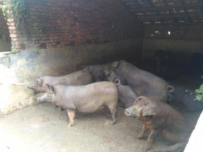 现在农村猪肉多少钱一斤
