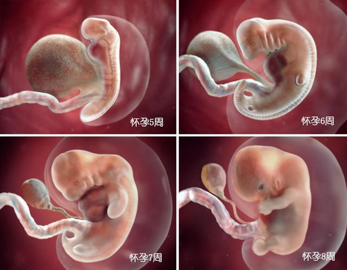 第二个月胎宝宝有什么特点？ 二个月的宝宝有什么特点